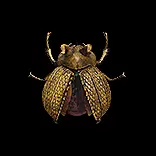 金色帝王甲蟲
