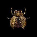 Escarabajo del ron áureo